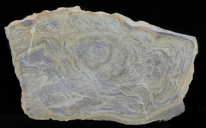 Devonian Stromatolite Slice - Orkney, Scotland #61073